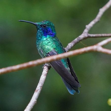 Campo Azul #2 - الجبل الأخضر المظهر الخارجي الصورة